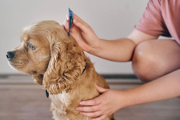 Vlooien Verwijderen bij Honden