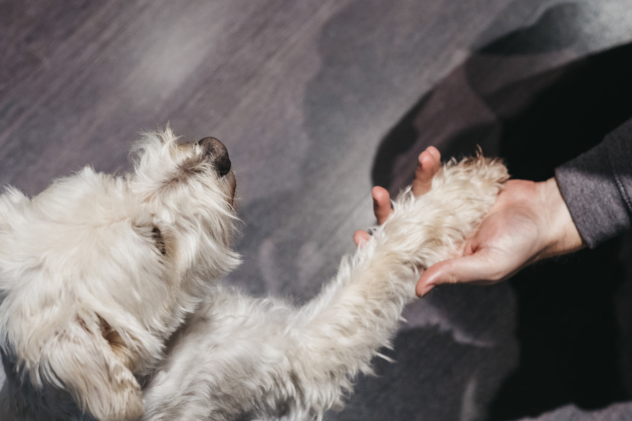 Basiscommando's die Elke Hond Moet Kennen