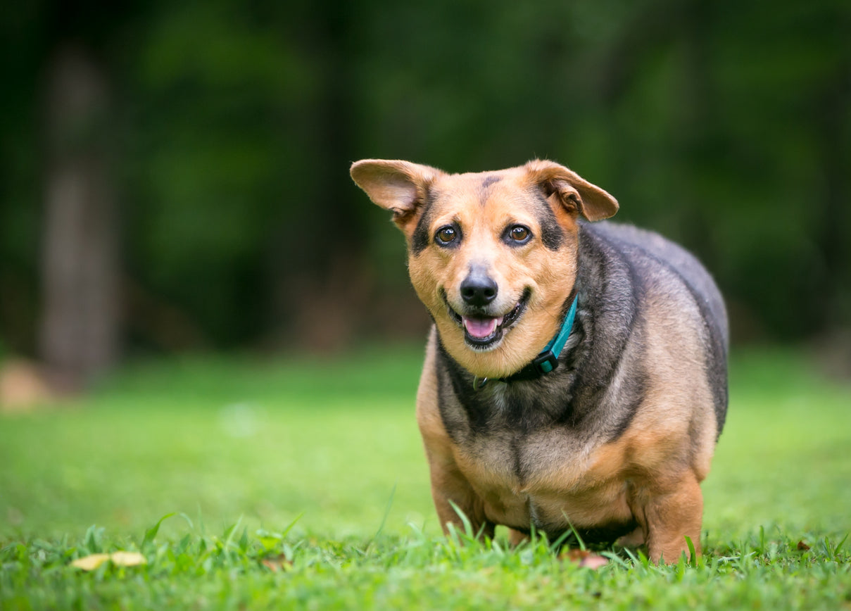 Het Voorkomen van Overgewicht bij Honden