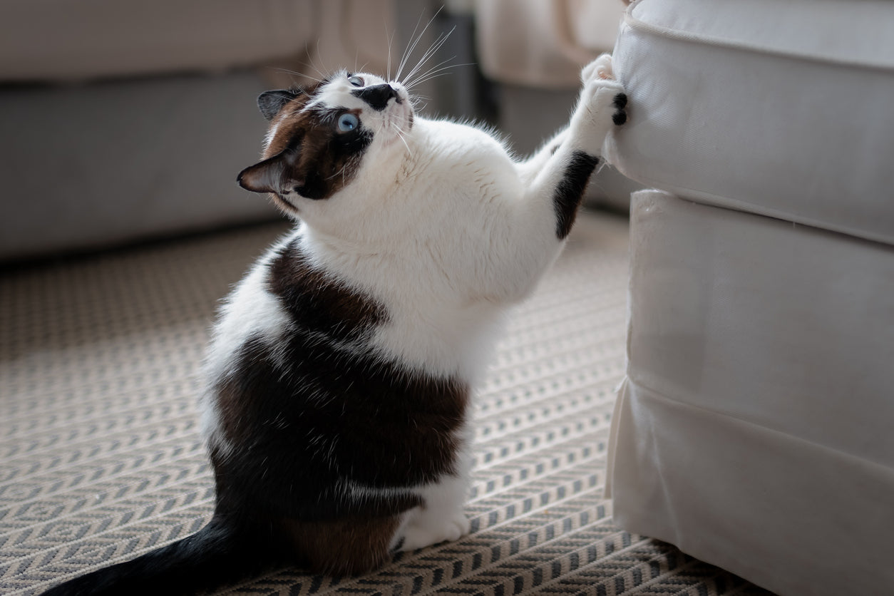 Omgaan met Katten die Krabben aan Meubels