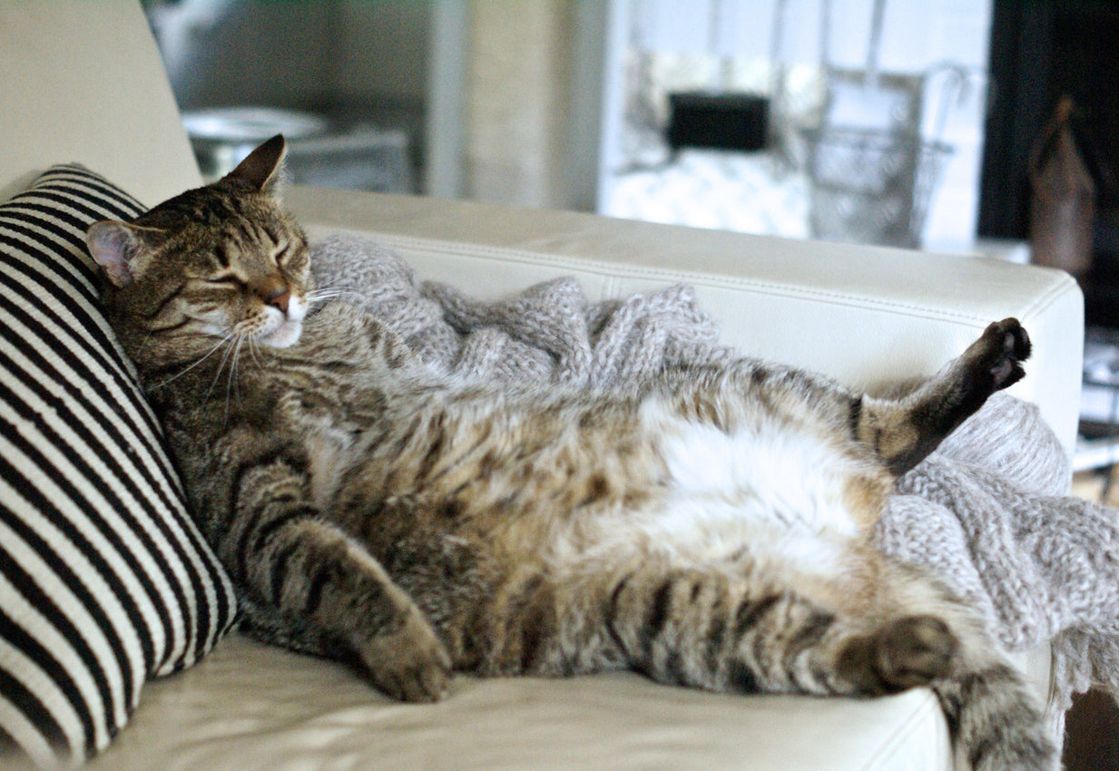 Het Voorkomen van Overgewicht bij Katten