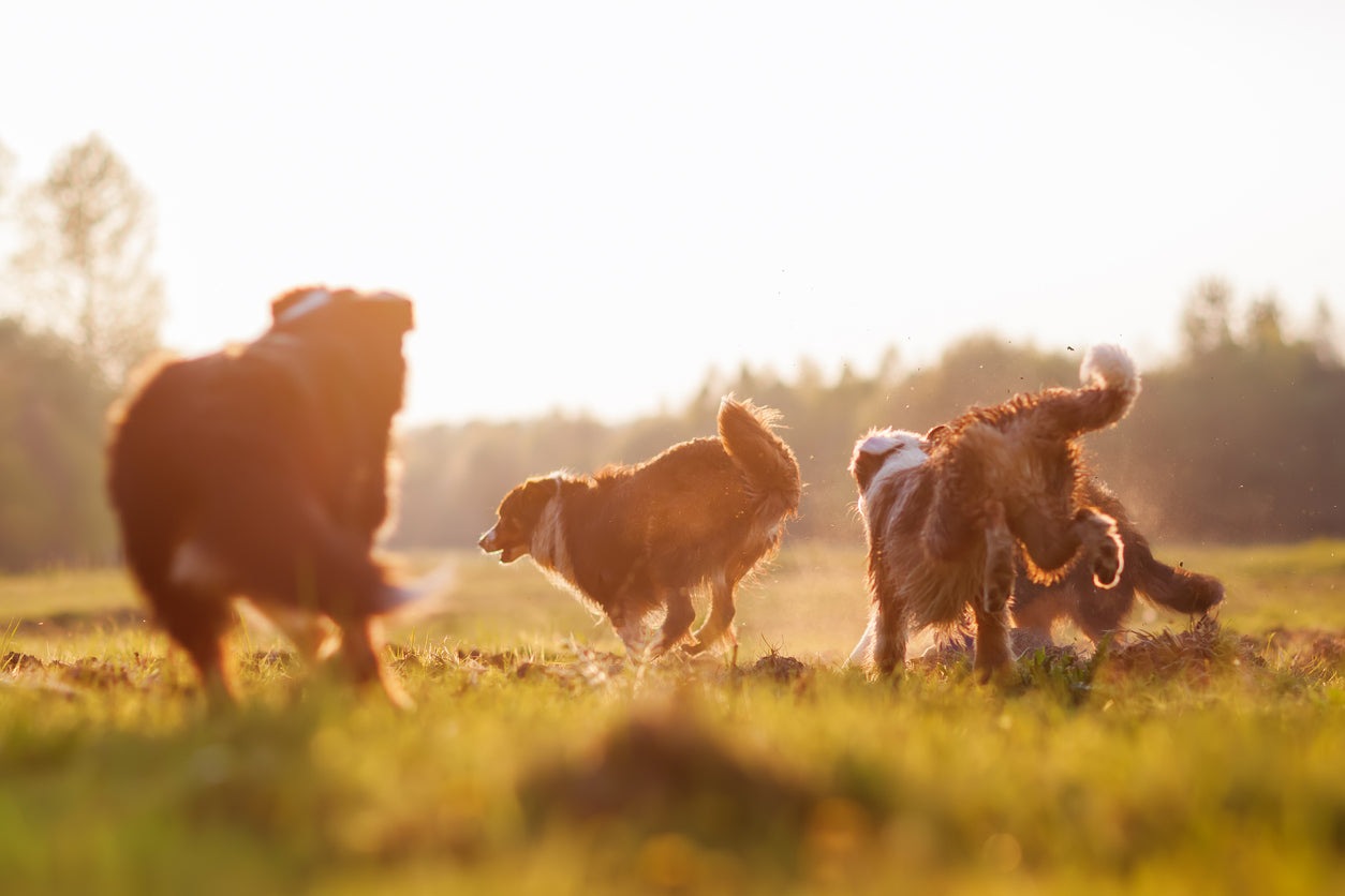 Tips voor het Socialiseren van je Hond