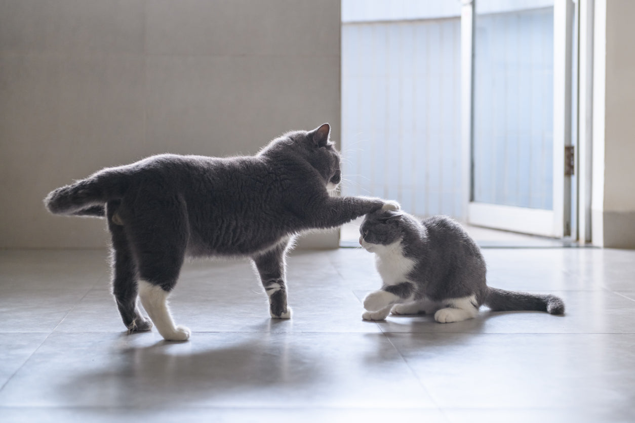 Introduceren van een Nieuwe Kat in Huis