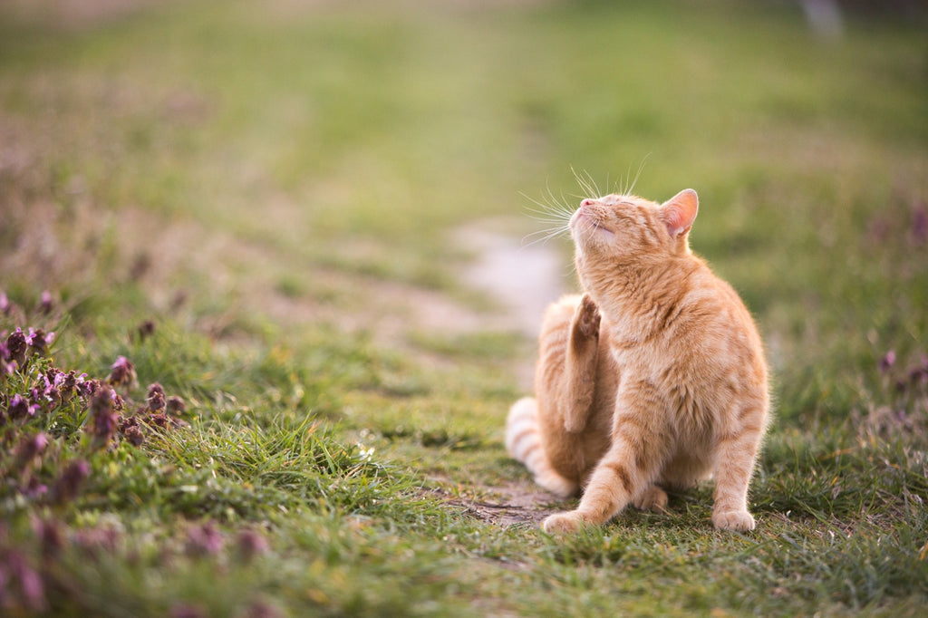 Vlooien Verwijderen bij Katten