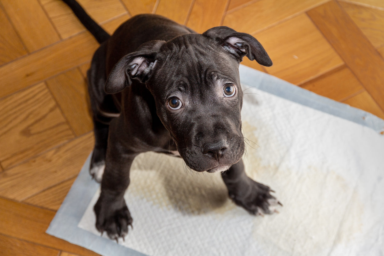 Zindelijkheidstraining voor Puppies